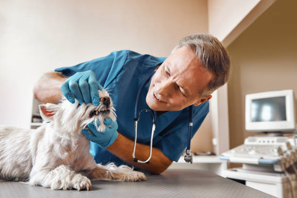 Best Emergency Tooth Extraction in Puyallup, WA